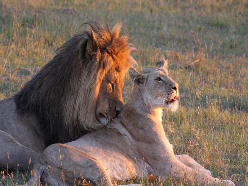 Africa Nature Animals (40)